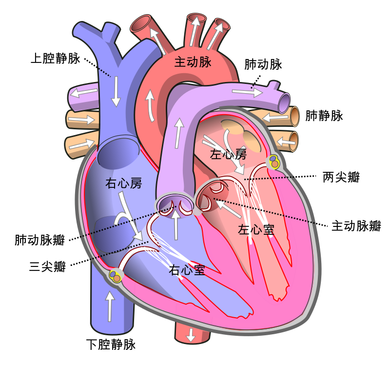 心瓣是心臟結構的其中一部分，像個活閥門，會隨着心臟的跳動而有節奏地開啟或關閉，確保血液只往單一的方血流動，不會倒流、逆流或滯留。