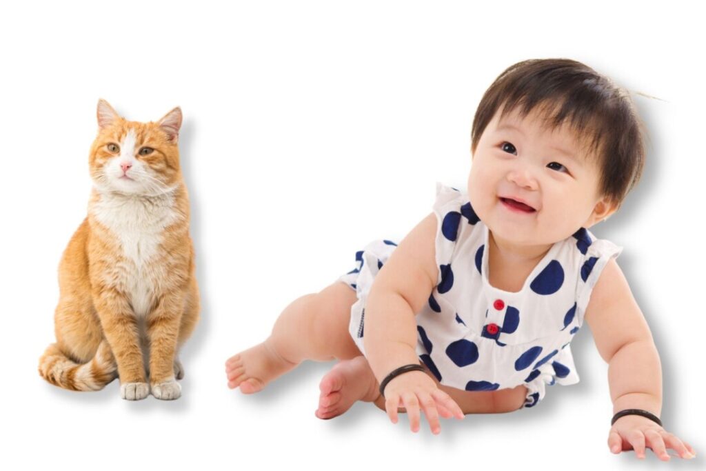 研究認為，貓與嬰幼兒有着一樣的可愛特徵。