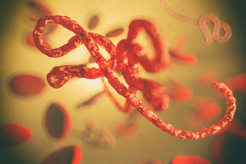 microscopic view of the ebola virus, 3d illustration