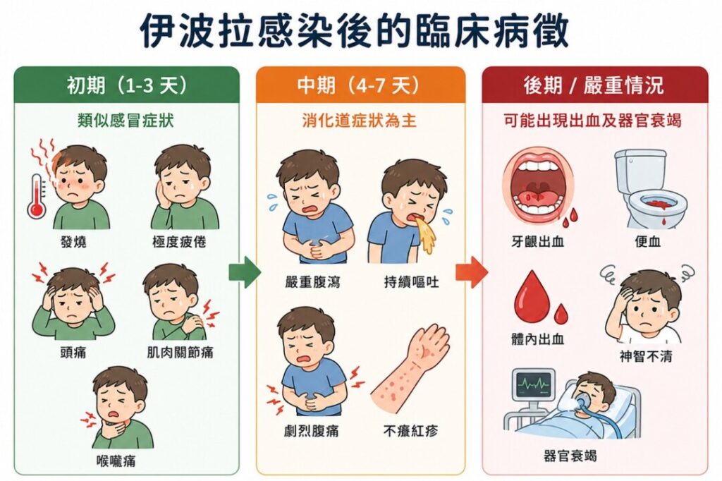 伊波拉病毒的初期症狀與一般重感冒或腸胃炎極為相似。