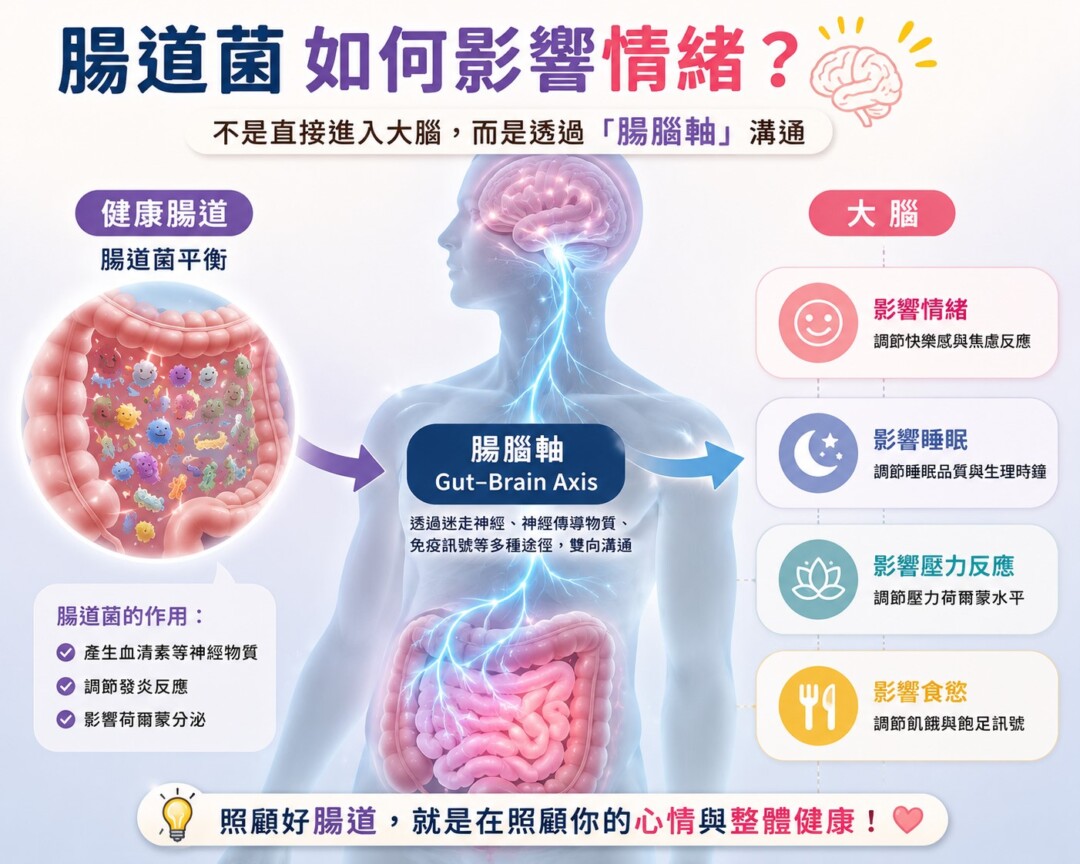 腸腦軸是連接腸道與大腦的雙向溝通系統，透過神經、免疫及荷爾蒙等訊號，互相影響情緒、睡眠、食慾及壓力反應，九成血清素由腸道製造！守護腸腦軸，就是守護你的快樂與情緒。